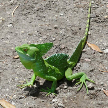 Costa Rica - Jésus Leguaan