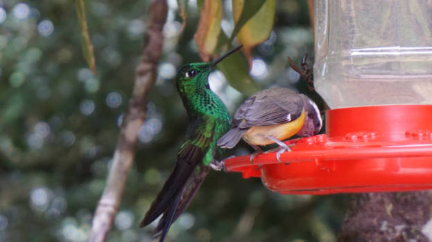 Costa Rica - Eerlijk spelen, eerlijk delen @Costa Rica