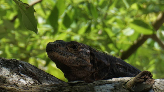 Costa Rica - Hé jij daar! Ik zie jou wel! @Costa Rica