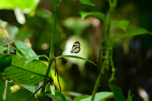 Costa Rica - Butterfly, Costa Rica.
