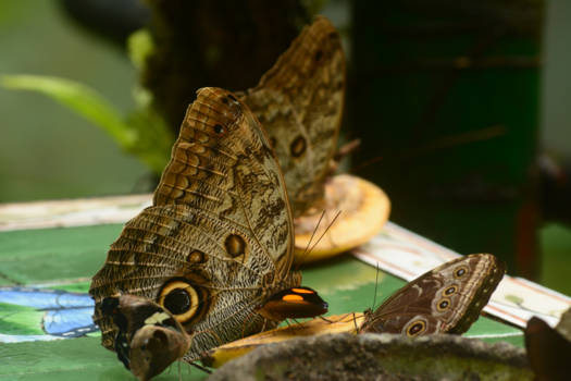 Costa Rica - Butterflu, Costa Rica