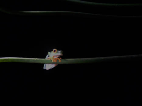 Costa Rica - roodoogmakikker, Costa Rica