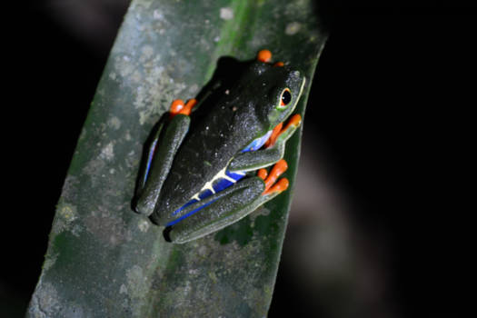 Costa Rica - roodoogmakikker, Costa Rica