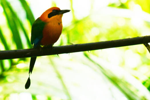 Costa Rica - Tropische vogel gespot in Costa Rica