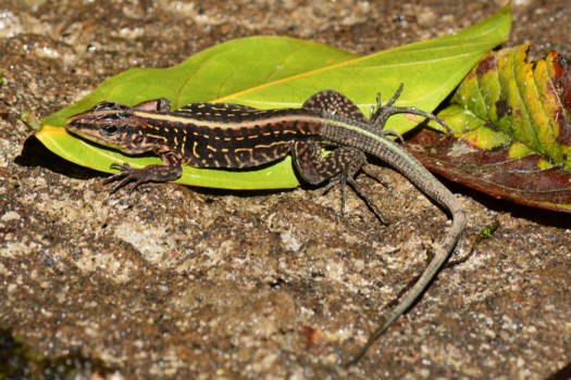 Costa Rica - salamander gespot in Costa Rica