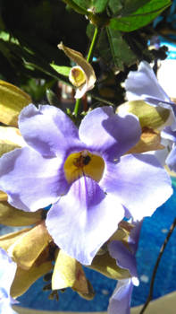 Costa Rica - hongerige bij in orchidee in Costa Rica