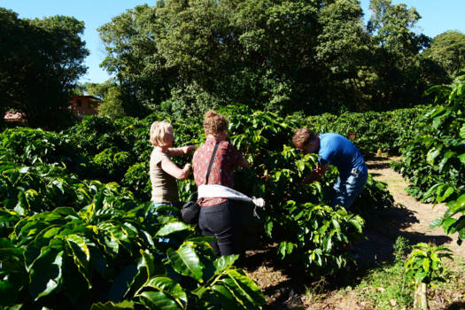 Costa Rica - Helpen met koffie plukken op lokale plantage