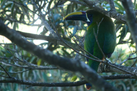 Costa Rica - Toekan in Costa Rica