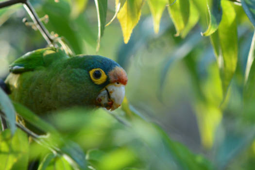 Costa Rica - Rood voorhoofd papegaai in Costa Rica