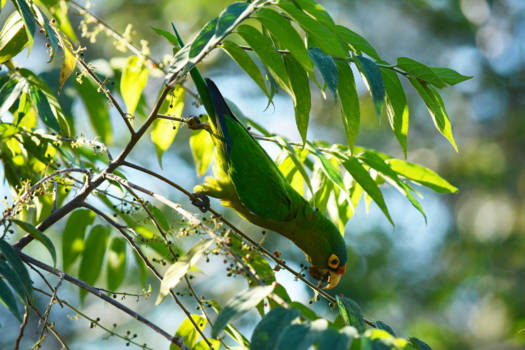 Costa Rica - lunchtijd in Costa Rica
