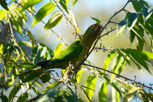 Costa Rica - Gek op besjes!