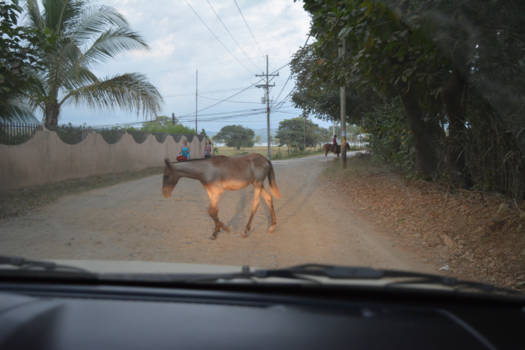 Costa Rica - Overstekend paard in Costa Rica