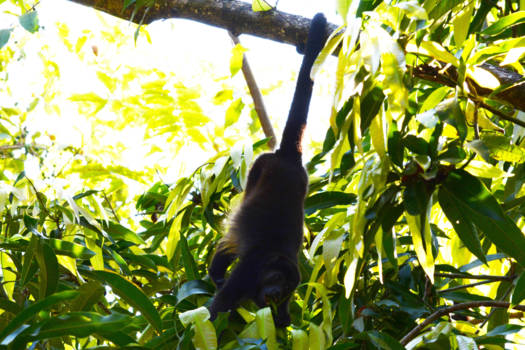 Costa Rica - slingeraap in Costa Rica