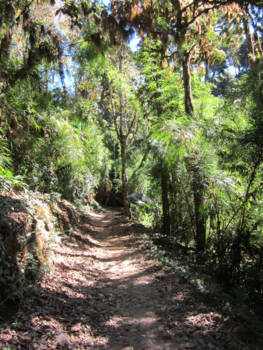 Costa Rica - Cloudforest