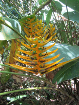 Costa Rica - Heliconia