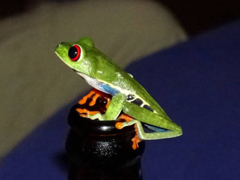 Costa Rica - Kikker op een flesje bier