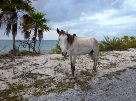 Cuba - Wild horse near Maria la Gorda in Cuba