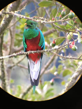 Costa Rica - Quetzal spotten, wat een prachtige vogel