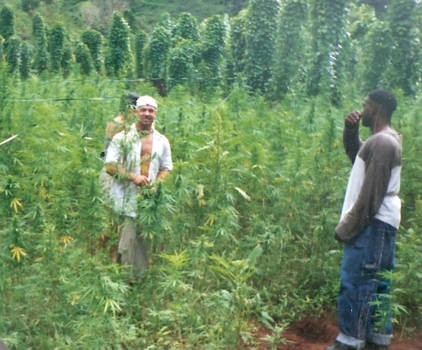 Ocho Rios - Wiet plantage