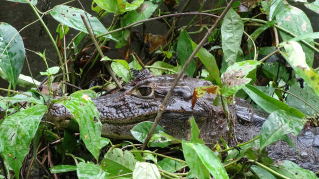 Costa Rica - Verdekt opgesteld in het Nationaal Park Tortuguero