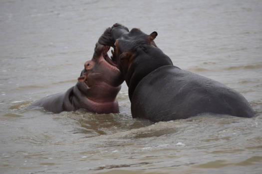 St. Lucia - Lekker stoeien