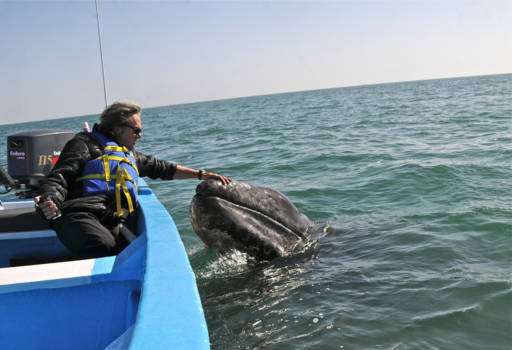 Mexico - Intiem moment met pasgeboren grijze walvis