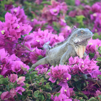 Curaçao - Leguaan met bloemen