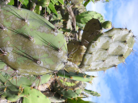 Playa del Carmen - Cactus