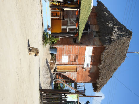 Cancun - Streetdog