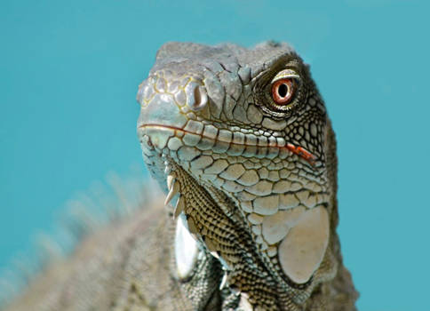 Bonaire - Leguaan op een muurtje aan de rand van de zee in Bonaire