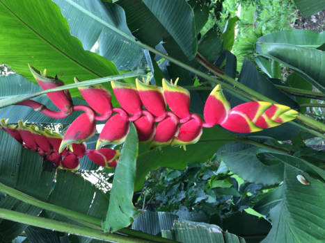 Costa Rica - Zeg het met bloemen