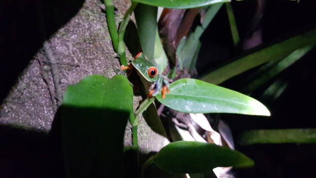Tortuguero National Park - Roodoogmaki kikker
