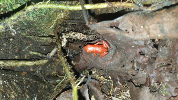 Tortuguero National Park