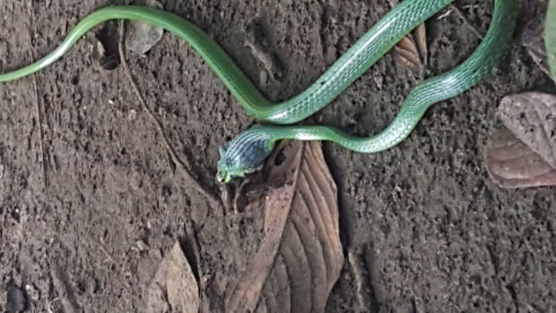 Tortuguero National Park