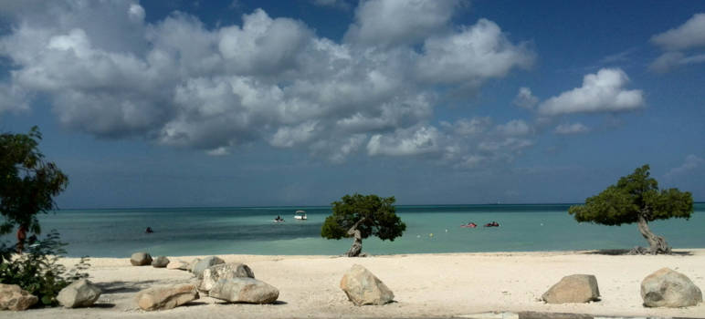 Aruba - Divi divi op Eagle Beach.
