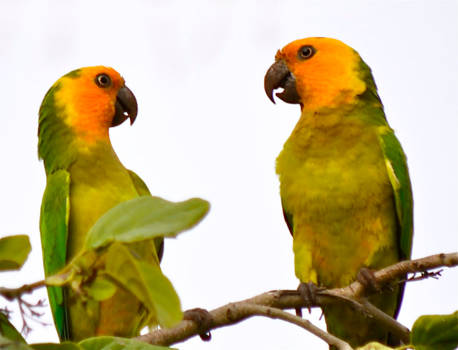 Bonaire - Ken ik jou ergens van??