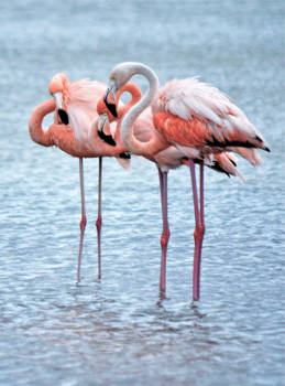 Bonaire - Op hoge poten in Bonaire