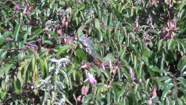 Curaçao - Ik zie ik zie wat jij niet ziet