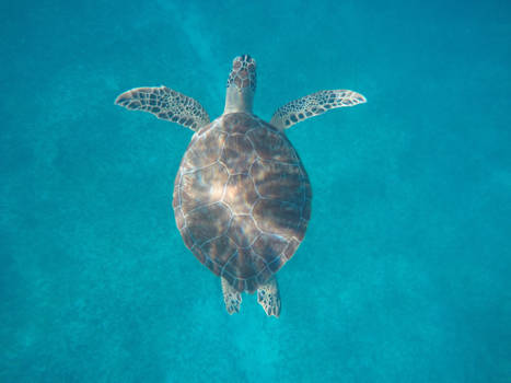 Sint Maarten - Snorkelen tussen de schildpadden!