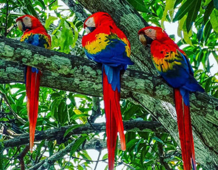 Costa Rica - Ara's in Costa rica!
