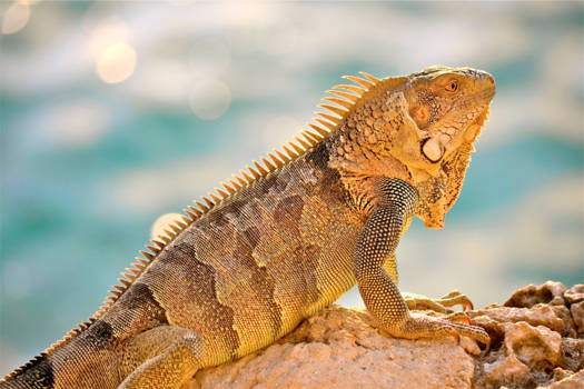 Bonaire - Leguaan op een stenen muurtje aan de zee