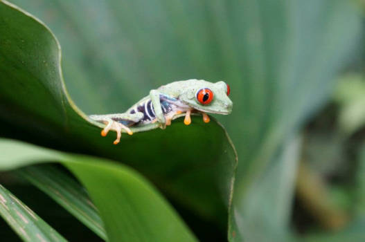 Costa Rica - Red eyed tree frog (Costa Rica)