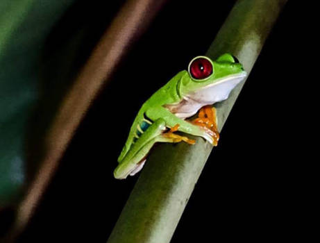 Costa Rica - Kikkertje