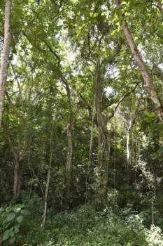 Dominicaanse Republiek