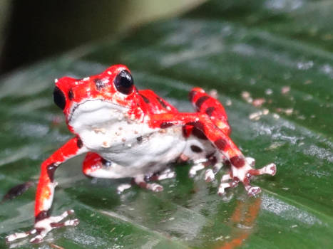 Panama - Kikkertje op red frog beach