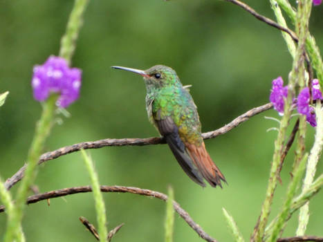 Costa Rica - Costa rica!