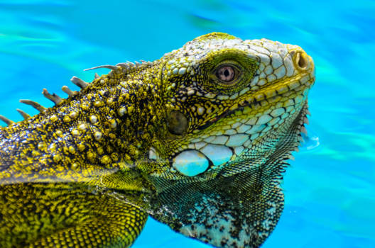 Curaçao - Groene leguaan in helder blauw water