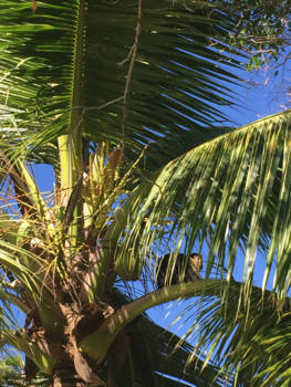 Roatán - De aap die onze tas heeft leeggeroofd.