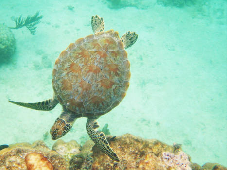 Cozumel - Schildpad