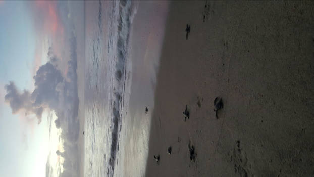 Plaza Mayor (Trinidad) - Reizen met een missie: het redden van baby lederschildpadjes!